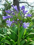 Agapanthus orientalis